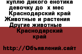 куплю дикого енотика девочку до 3х мес. - Краснодарский край Животные и растения » Другие животные   . Краснодарский край